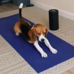 Beagle Bliss: Embracing Yoga for a Balanced Canine Physique