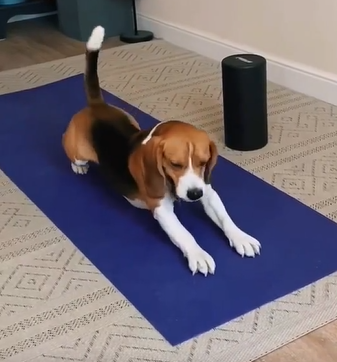 Beagle Bliss: Embracing Yoga for a Balanced Canine Physique