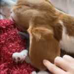 “Heartwarming Moment: Beagle’s Ears Provide Comfort as Blanket for Sleeping Kitten”