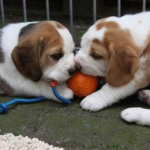 Heartwarming Moments: The Innocence of a Beagle Pup Melts Hearts