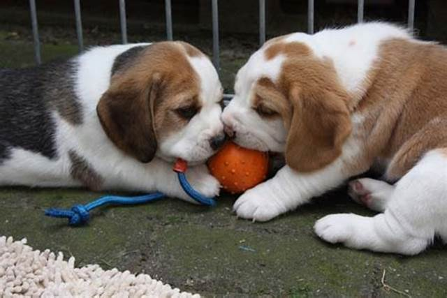 Heartwarming Moments: The Innocence of a Beagle Pup Melts Hearts