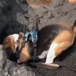 Beagle Bliss: Finding Contentment in a Newly Dug Sand Pit
