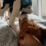 Heartwarming Friendship: Beagle Pup Discovers Happiness with Husky Stuffed Friend
