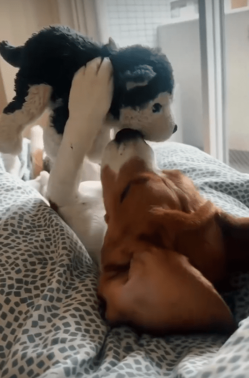 Heartwarming Friendship: Beagle Pup Discovers Happiness with Husky Stuffed Friend