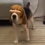 Beagle’s Balancing Act: Showcasing Remarkable Agility with a Sausage on Its Nose