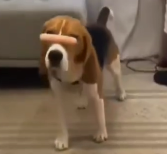Beagle’s Balancing Act: Showcasing Remarkable Agility with a Sausage on Its Nose