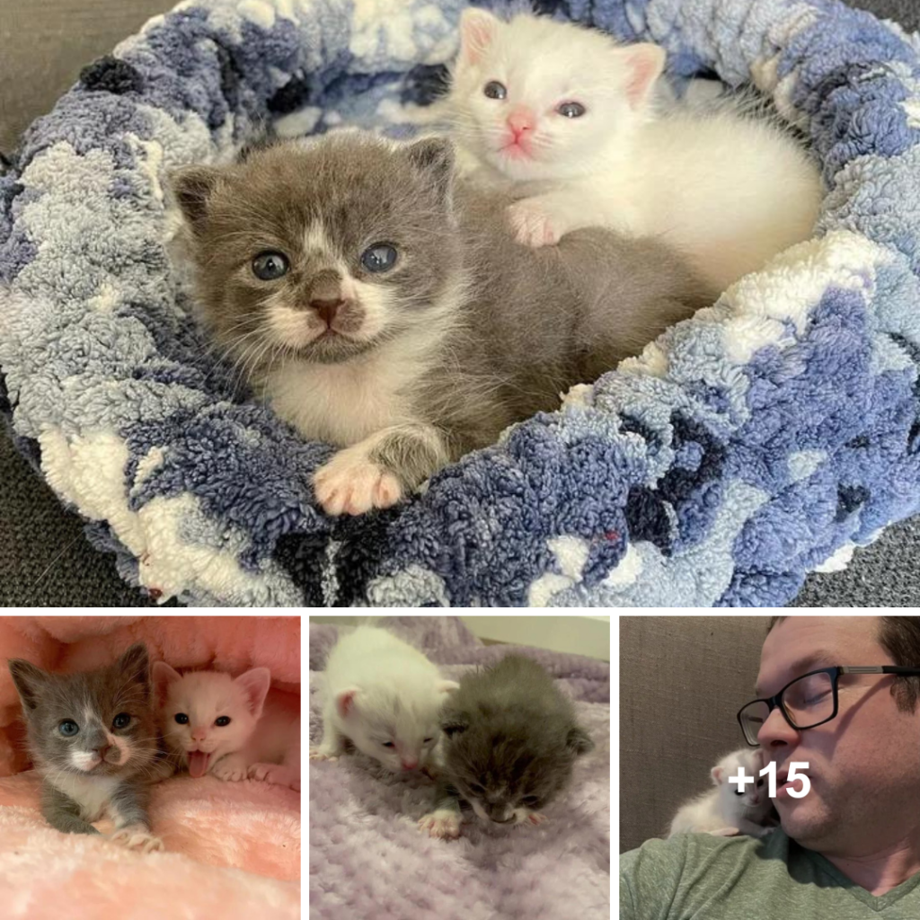 Drenched and Freezing Kittens Revived by Unwavering Family