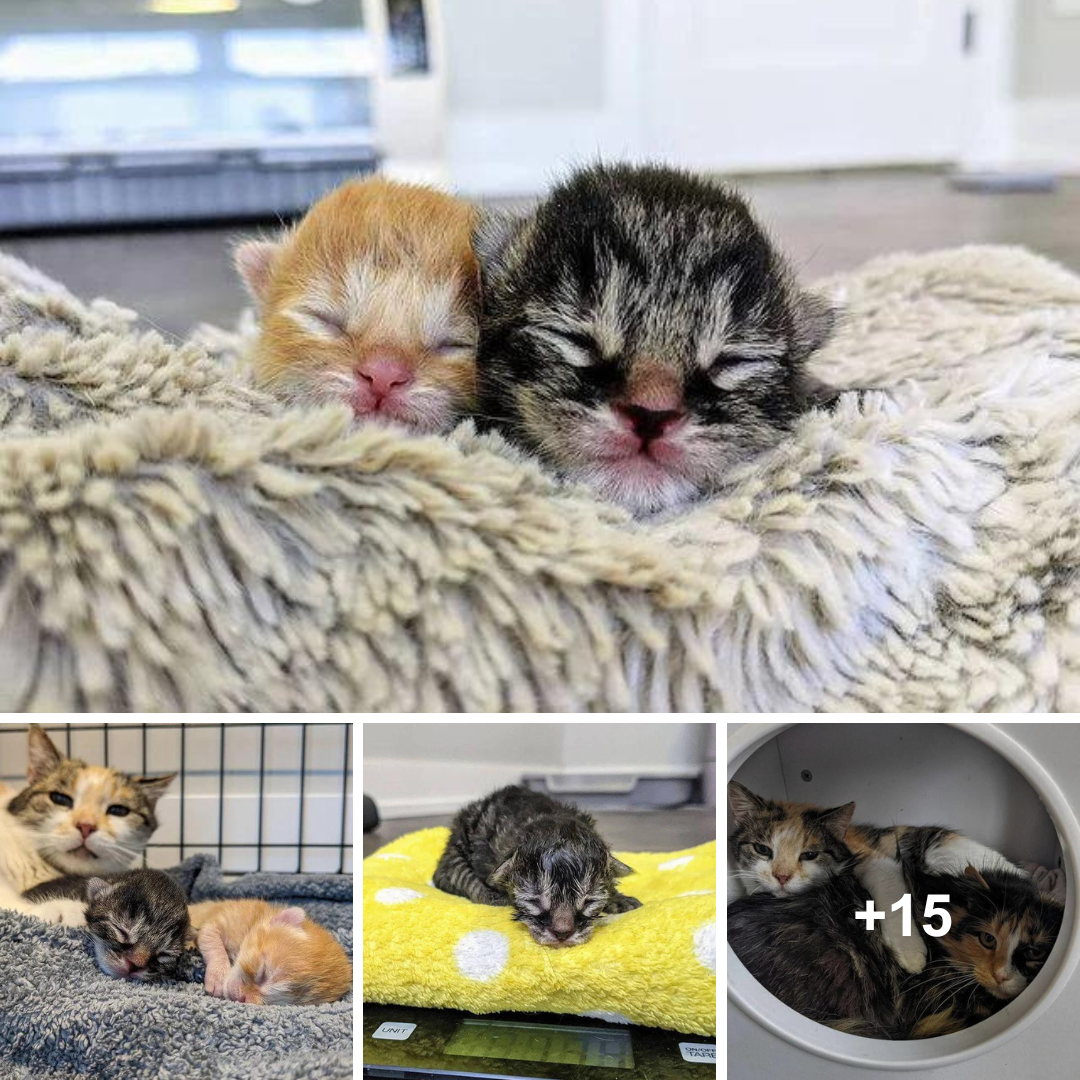 Kittens’ Reunion Brings Joy and Strength