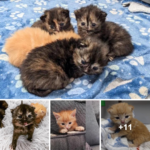 How Kindness Gave Four Lost Kittens a Forever Home