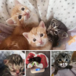 The Story of Three Kittens and One Little Hero