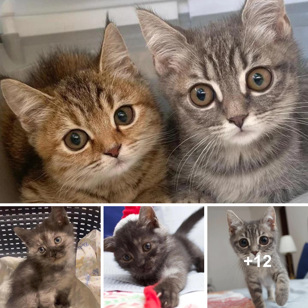 Rescued Kittens Open Their Hearts to a Lone Friend