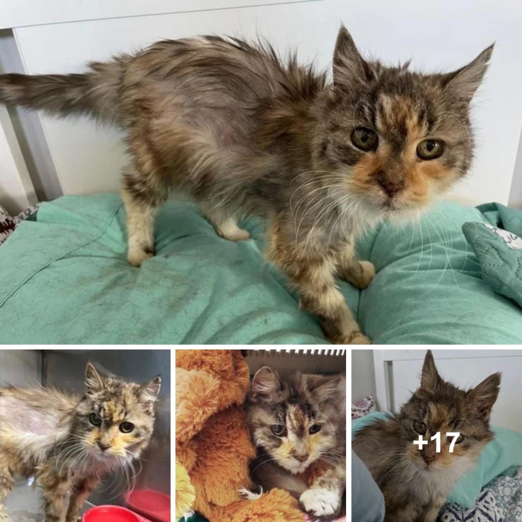 22-Year-Old Cat Finds Forever Home, a Full Belly, and Endless Love