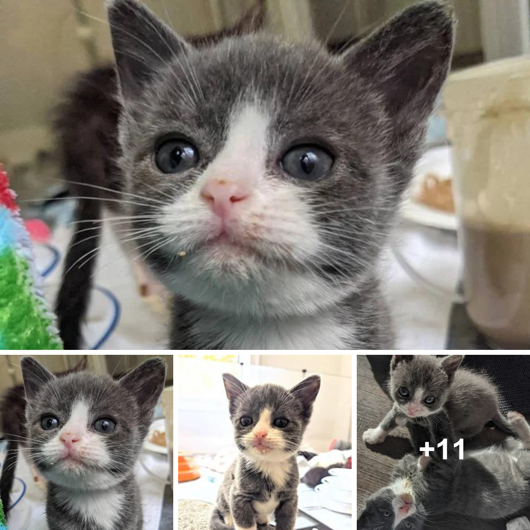 Meet the Inspiring Kitten Who Refused to Give Up