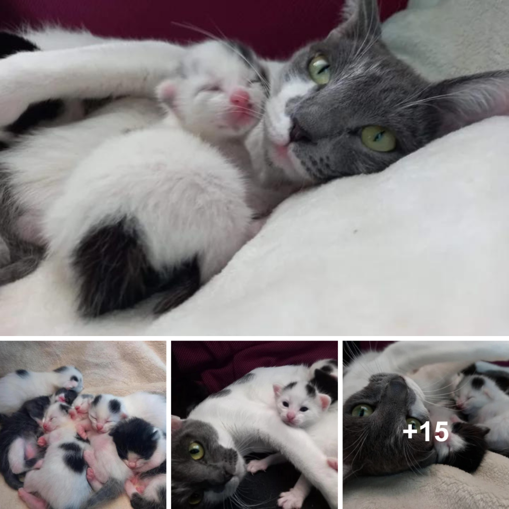 Cat Thrives at Rescue with Her Six Kittens