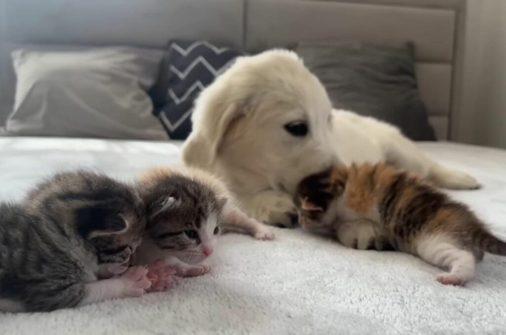 Cutie Alert! Witness This Heartwarming Encounter Between a Golden Retriever Pup and Four Kittens