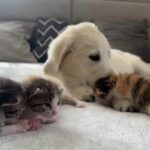 Cutie Alert! Witness This Heartwarming Encounter Between a Golden Retriever Pup and Four Kittens