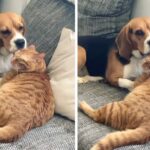 Canine Caught in the Act of Sneaky Cat Grooming Pauses Mid-Lick
