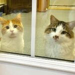 The family’s request to adopt the two shyest cats, who had been looking for a home for months, turns out to be the best decision.