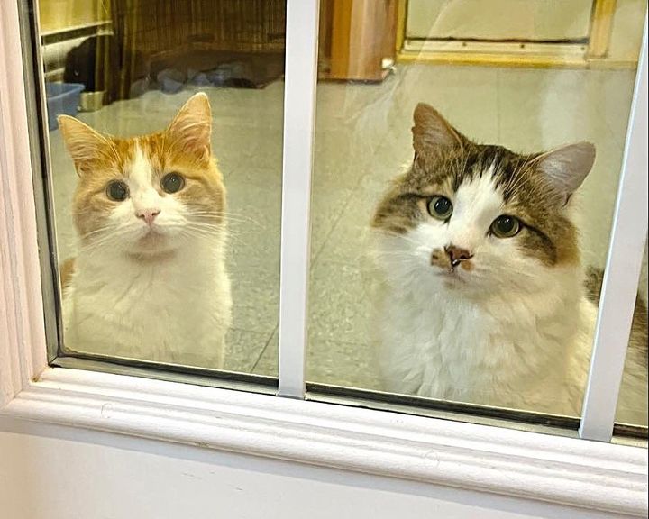 The family’s request to adopt the two shyest cats, who had been looking for a home for months, turns out to be the best decision.