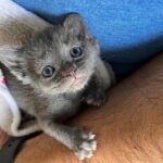 A couple adopts a small kitten and watches him grow with the help of their cat.