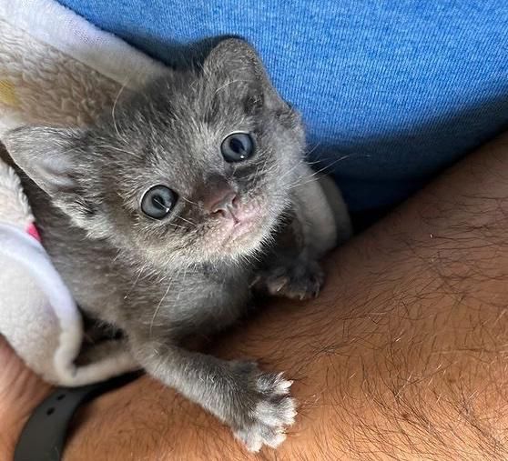 A couple adopts a small kitten and watches him grow with the help of their cat.