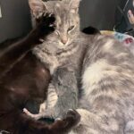 The rescued cat refused to leave, eager to “help” her sister during the birth.