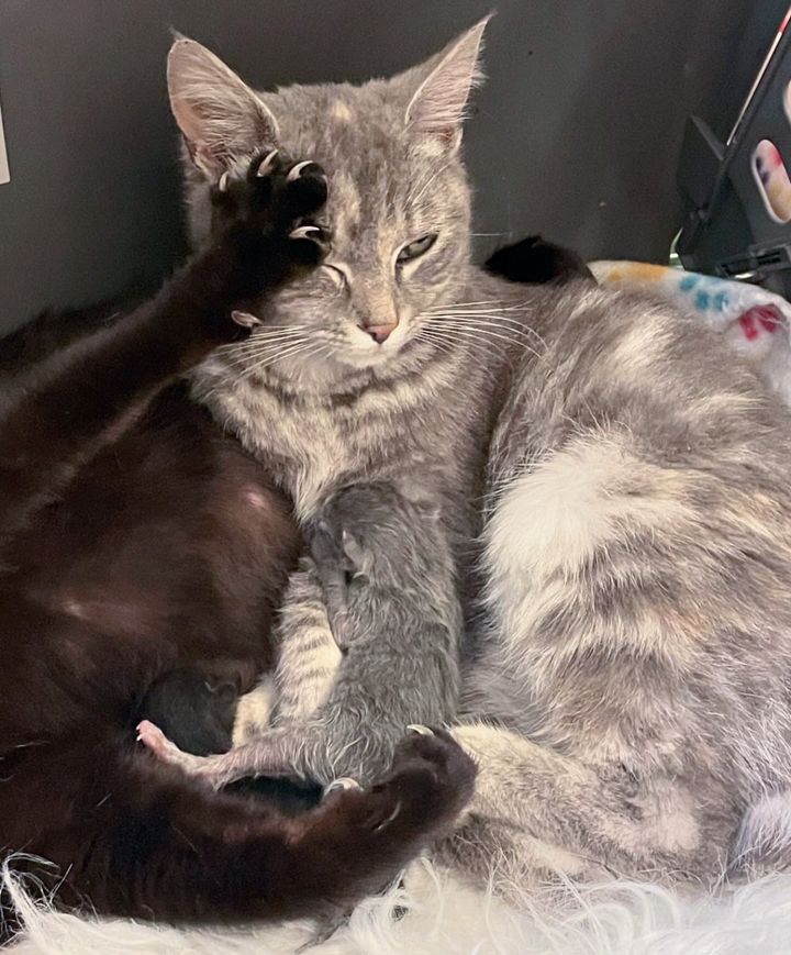 The rescued cat refused to leave, eager to “help” her sister during the birth.