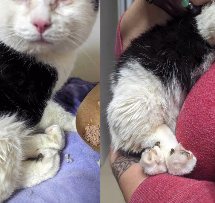 Cat ‘Handstand Walks’ for the Rest of His Life, Glad to Be Safe and Living for Endless Love