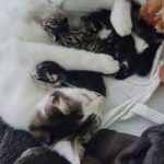 A stray cat found a safe haven, gave birth to kittens the next day, and then took in more animals in need of a mother.