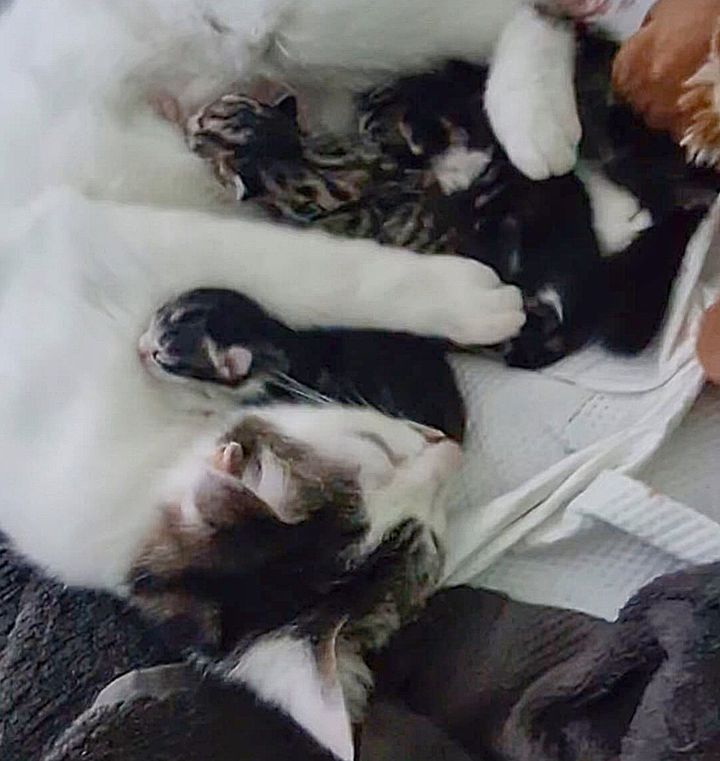 A stray cat found a safe haven, gave birth to kittens the next day, and then took in more animals in need of a mother.