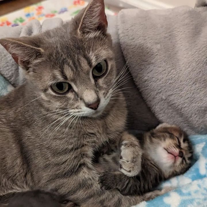 Now that she has a cozy space for her kittens