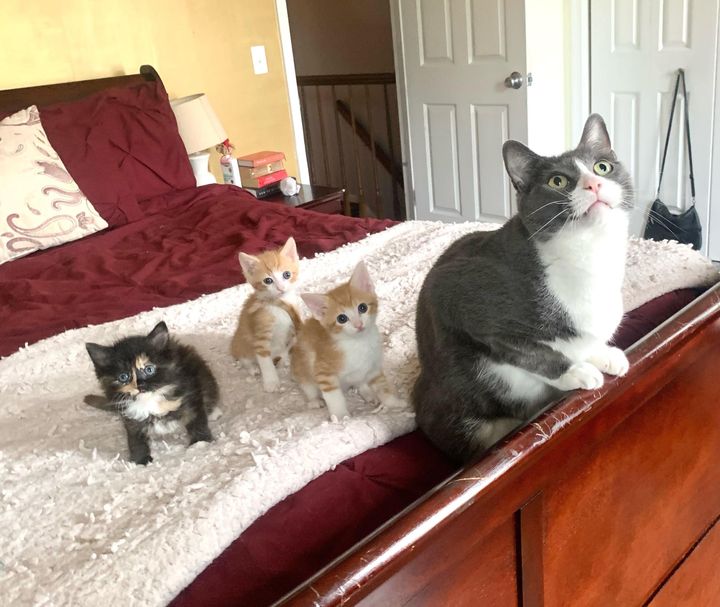 Rescued Kittens, Now Thriving