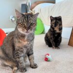 Bonded Cats’ Transformative Journey to a New Worldview