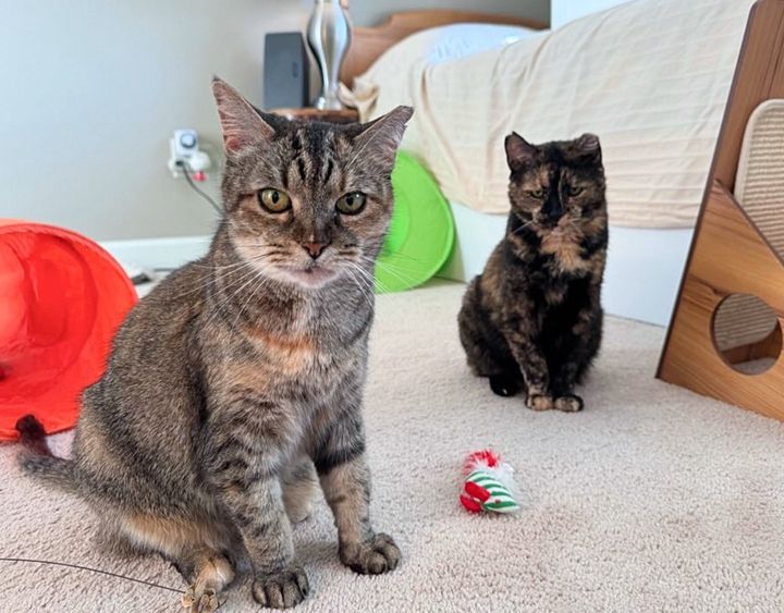 Bonded Cats’ Transformative Journey to a New Worldview