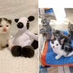 Cow-Spotted Kitten Finds Happiness with His New Best Buds