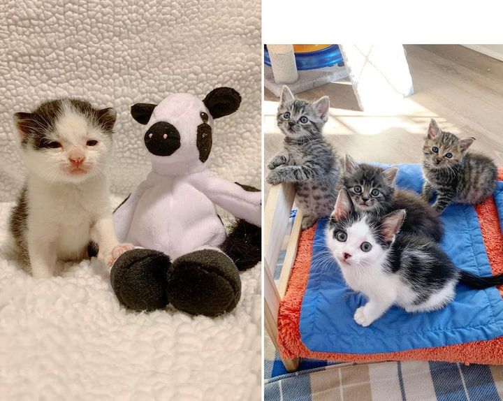 Cow-Spotted Kitten Finds Happiness with His New Best Buds