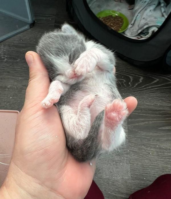 at Found Just in Time for Her Kittens to Have a Roof Over Their Heads