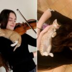 Kitten Finds Its Way to Violinist and Becomes Her Most Adorable Audience.