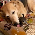 treet-born Kittens Develop an Adoration for a Sweet Dog