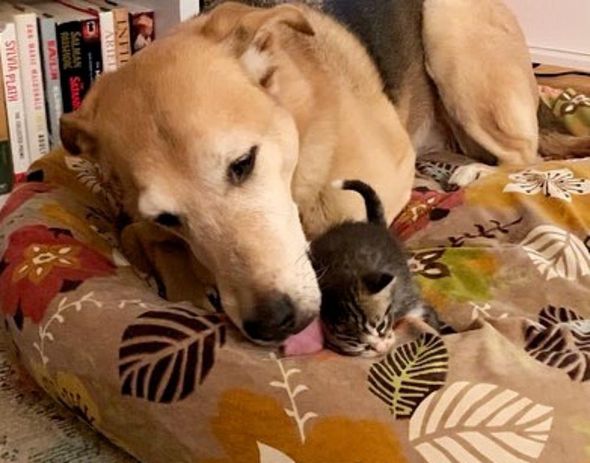 treet-born Kittens Develop an Adoration for a Sweet Dog