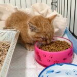 Kitten, discovered as a stray and enduring multiple injuries