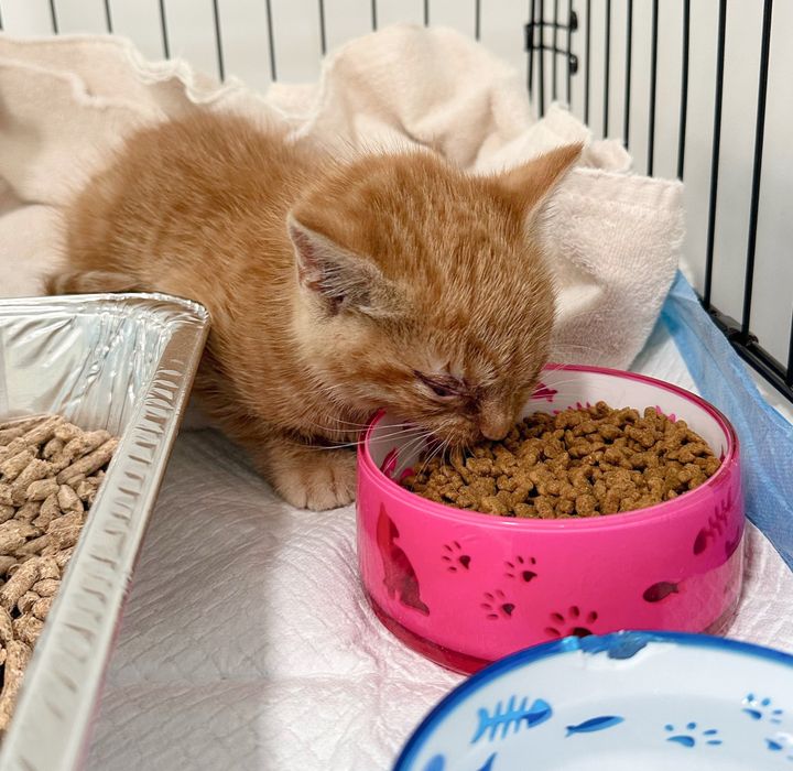 Kitten, discovered as a stray and enduring multiple injuries