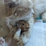 Family Cat Takes in Kitten and Remains a Parental Figure by His Side