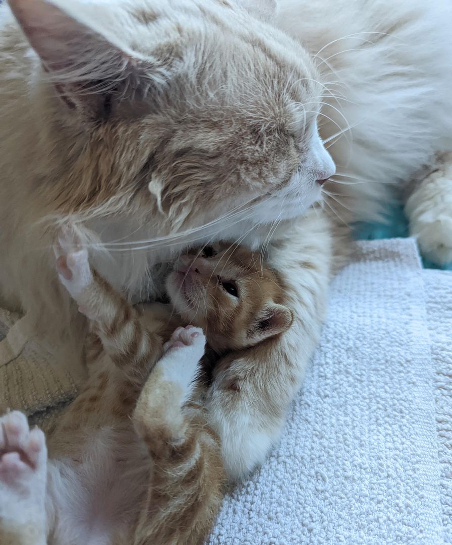 Family Cat Takes in Kitten and Remains a Parental Figure by His Side