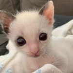 With oversized eyes and a smaller-than-average size, a kitten clings to the family that saved his life and blossoms into a stunning cat