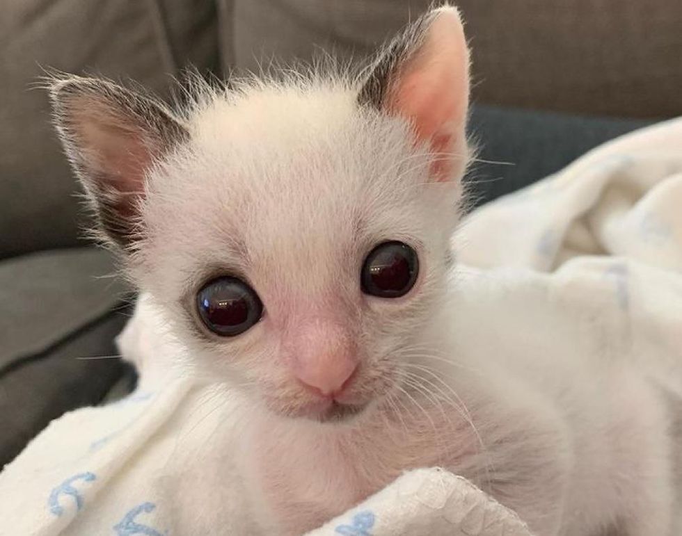 With oversized eyes and a smaller-than-average size, a kitten clings to the family that saved his life and blossoms into a stunning cat