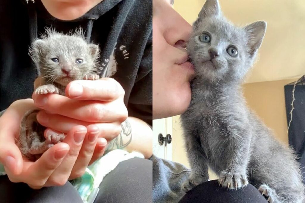 Determined Kitten Evolves from a Wonderful Palm-sized Cat to an Adorable Shoulder Companion