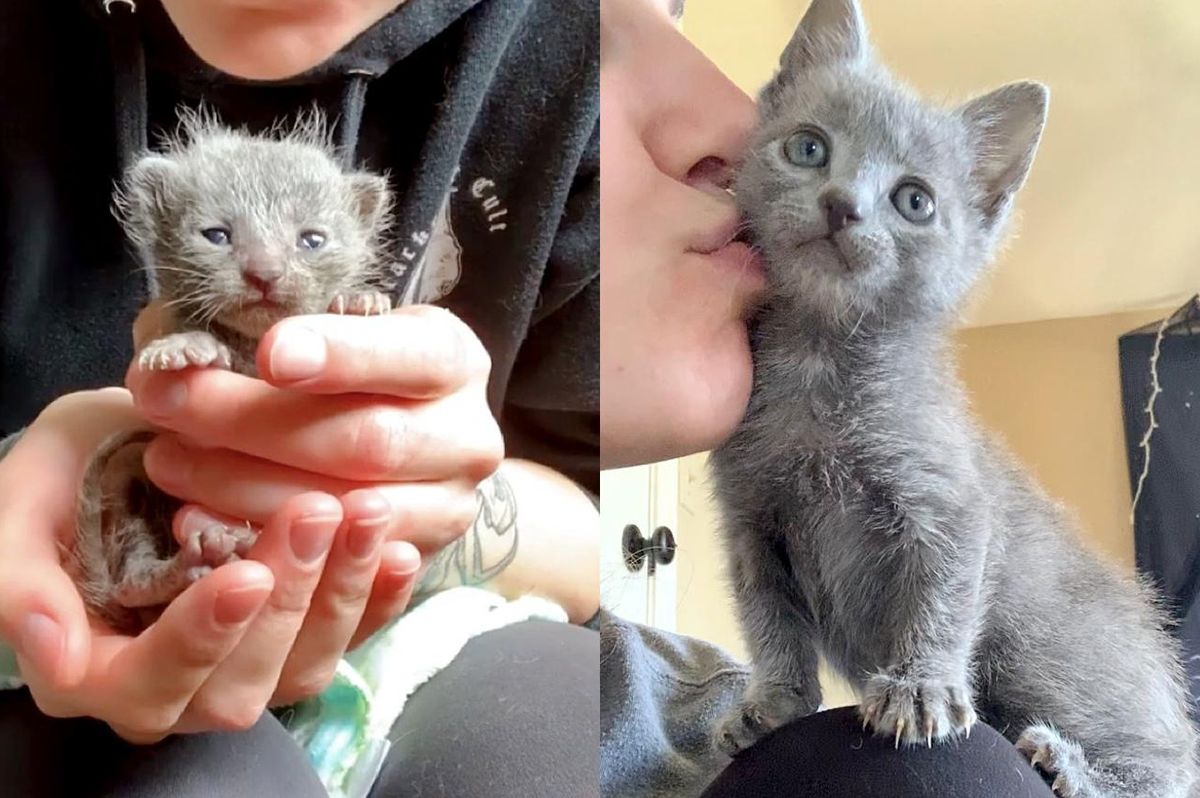 Determined Kitten Evolves from a Wonderful Palm-sized Cat to an Adorable Shoulder Companion