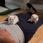 Kittens who once squeaked for help in their backyard now have a daily companion to cling to