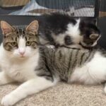 One evening, a stray cat wandered into the house, and after a year of receiving care from one of the residents, chose to give birth to her kittens there